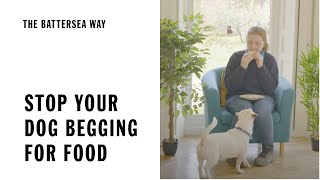 Stop Your Dog Begging For Food | The Battersea Way