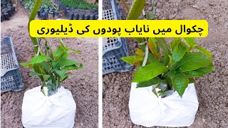 Unique Fruit Plants Deliver To Chakwal | Rare Garden