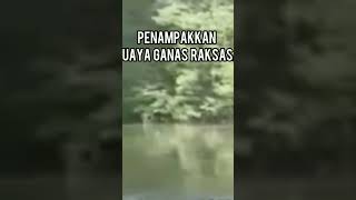 Penampakkan Buaya muara ganas kalimantan