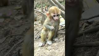 monkey video #monkey #youtubeshorts #short