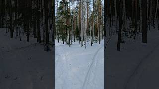 Прогулка по зимнему лесу #forest #travel #туризм #travelid #winter #snow #поход #выходные