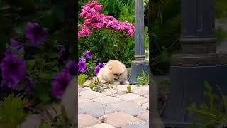 Fluffy dog #shorts #yotubeshorts