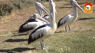 Kalbarri, Western Australia - Pelican Feeding