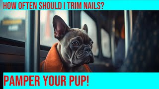 How to Trim Your French Bulldog's Nails - Grooming Tips