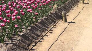 Tulip Festival at Osaka Expo