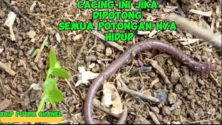 Binatang ini jika dipotong, semua potongan nya bisa Hidup#vidioYoutube