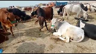 Top Haryana Cattle mandi Video