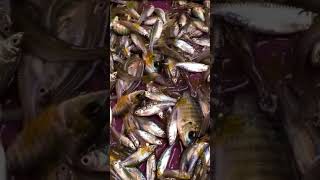 Bibit ikan nila dan ikan seluang #ikan #ikanseluang #ikannila