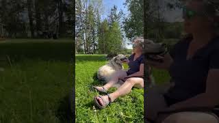 Intimidating Practice Audience for Wedding Harpist #harp #Dogs # Music