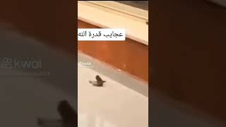 الآن..... سبحان الله