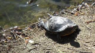 Черепашья жизнь на озере (продолжение).11 Апреля #Черепаха #Turtle life on the #lake (continued)