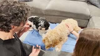 Dr. Cappuccino performs doggie cosmetic surgery on Moxie and Wish