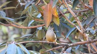 Stripped throated yuhina