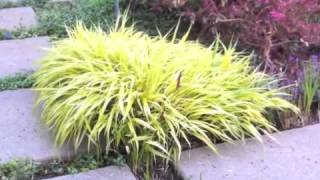 Hakonechloa macra 'Aureola' - Variegated Japanese Forest Grass