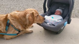 Dog Meets Baby 'Sister' After Her 2-Month Stay in NICU | UC San Diego Health