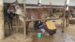 cow milking#dairyfarming #milkingcow #animal #cowdairyfarm