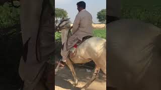 Khobsurat Nukri Ghori Owner Bhai Tariq Ahmad Mal Jut form 26/6R part 1