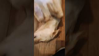 Dog gets a power belly rub.