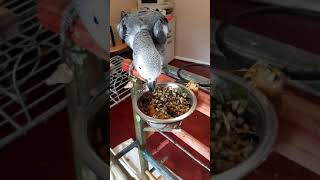 African Grey - picky eater