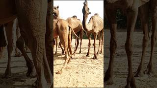 Amzaing vedio camel carvan #viralvideo #ytshorts