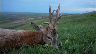 Bukkejagt i Rumænien (kæmpe bukke) - Spring Roebucks Romania (Part 1)