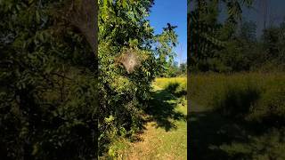 Invasive Tent Caterpillars