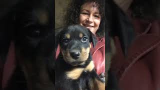 OCTOBER 24 2017 Rottweiler PUPPIES!!!! See description.