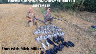 PIGEON SHOOTING ON WHEAT STUBBLE IN SEPTEMBER