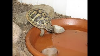 HOW TORTOISE SWIM&DRINK💧🐢💧🐢💧🐢КАК ЧЕРЕПАШКИ ПЬЮТ И ПЛАВАЮТ🐢💧🐢💧🐢💧🐢💧🐢💧🐢💧🌞😉