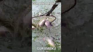 CARA BUDIDAYA IKAN GURAME DI KOLAM TERPAL - USIA GURAME UMUR +- 4 BULAN #shorts