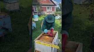 Бджолиний розплід #вулики #beekeepinglife #бджоли #бджоляр #бджільництво #бджільництвоукраїни   #bee