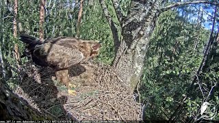 ligzda bērzā - mazais ērglis atrādījās un kādu tur debesīs bišku norāja. 14.05.2020