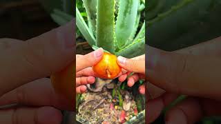 The best way to grow aloe vera plants #shorts #aloevera