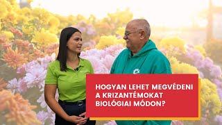 Hogyan lehet megvédeni a krizantémokat biológiai módon ? | Biocont | Kővári Krizantém