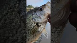 Big Black Crappie Caught On Live Minnow. #crappie #fishing #fypyoutube #explorepage