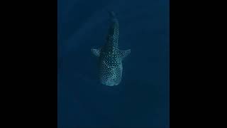 Whale shark swimming 🦈🦈#shark #whaleshark #ocean #sea