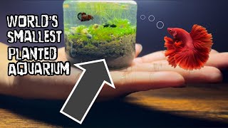 I've built the WORLD'S SMALLEST "PLANTED AQUARIUM!"❤️