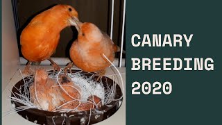 Red canaries breeding!