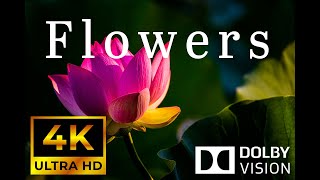 Beautiful Flowers 4K (UHD) Dolby Vision Relaxation Video with Stressrelief Music