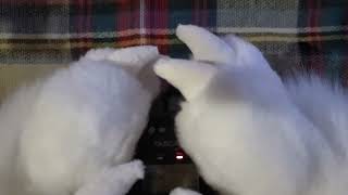 (Furry ASMR) Assaulting Your Ears - kinda rough fur, paw, smooshing sounds