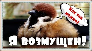 Кто-то очень возмущен и недоволен своим педикюром.