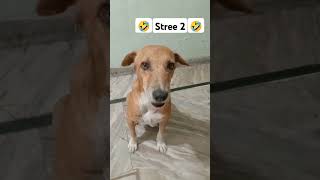 Stri 2 film#comedyvideo #funny #Gali dogs#animal lover#viral shots#ytshorts 🤣🤣🤣🤣