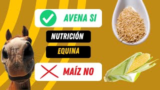 NUTRICIÓN EQUINA TIPS! CABALLOS AVENA SI MAIZ NO