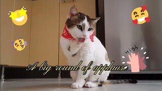 Funny cat | Cute Cat | Adorable 😻😍🙀