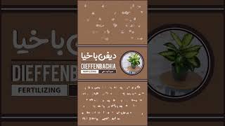 آموزش کود دادن به گل یا گیاه دیفن باخیا - how to fertilization dieffenbachia