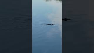 Celebration Florida Alligator