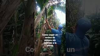 video completo en mi canal suscríbete para más tips del campo #campocolombiano