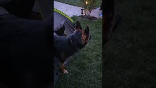 Massive German Shepherd shows who’s boss