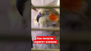 Как попугаи скрипят клювом.