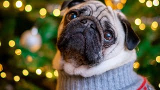 pug dog breed|| #WhatsApp status.